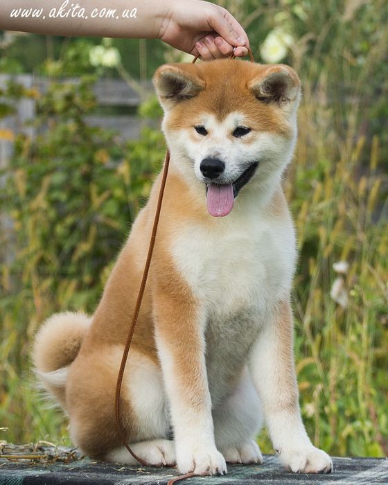 Акіта іну , цуценята акіти , японська акіта