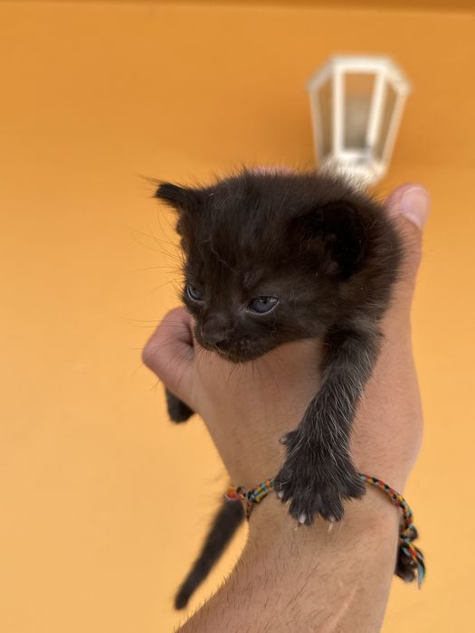 Adoção gatinhos bebés