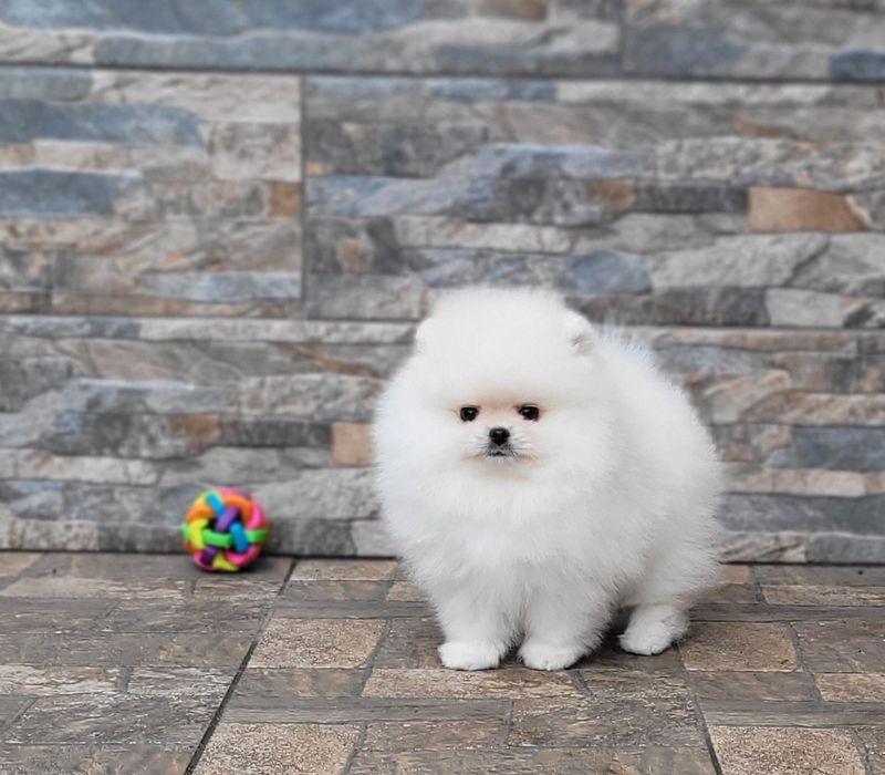 Померанский шпиц,  девочка FCI