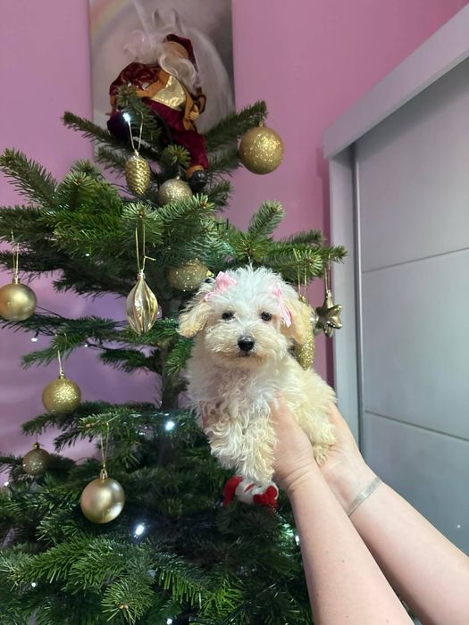 Przecudowna dziewczynka Maltipoo szuka nowych rodziców