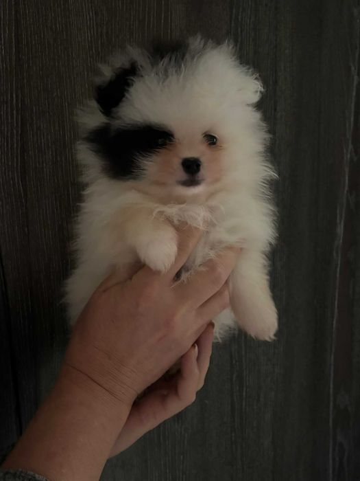 szpic miniaturowy pomeranian