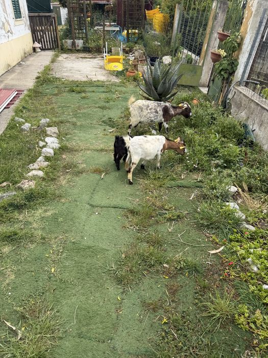 Cabras micro anas adultas