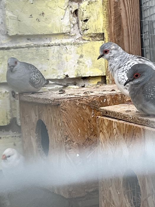 Sprzedam papugi i gołąbki