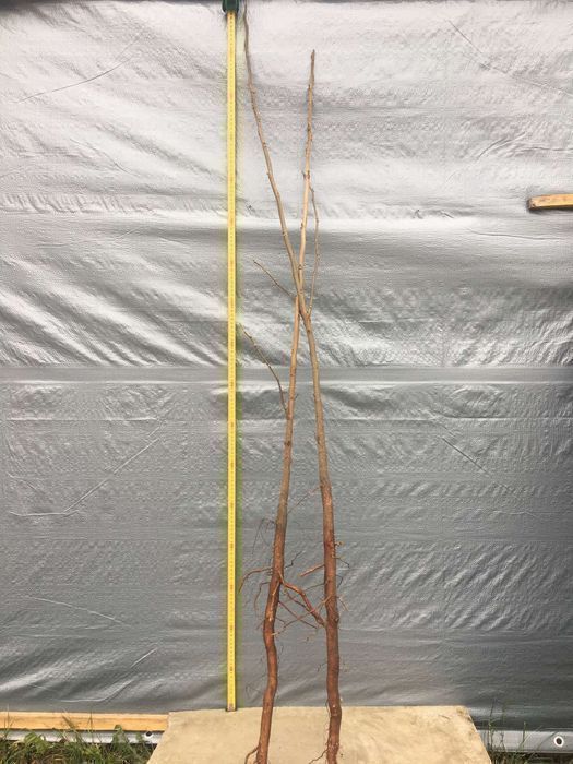 Саджанці горіха пекан (різних сортів)/Саженцы ореха пекан