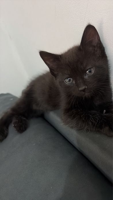 Gato para adoção
