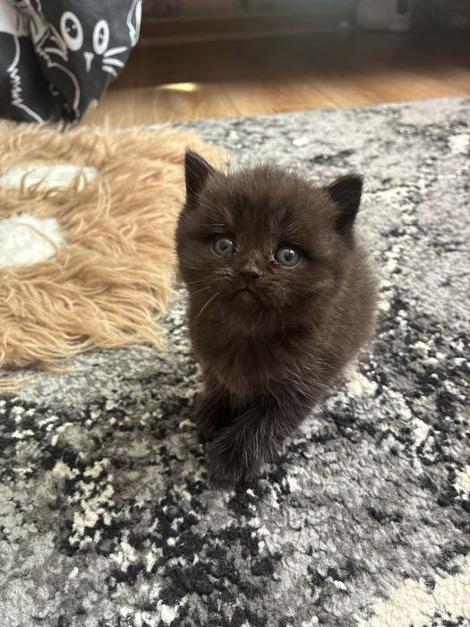 Шотландські кошенята