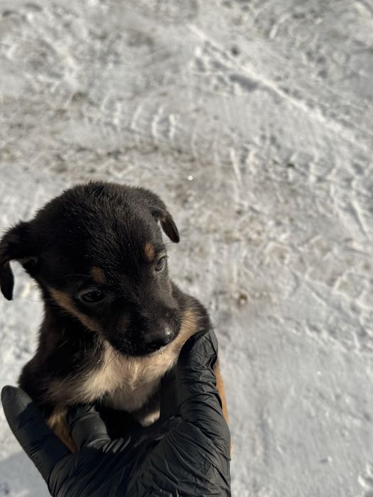 Віддам цуценяток в добрі  та люблячі руки!!!