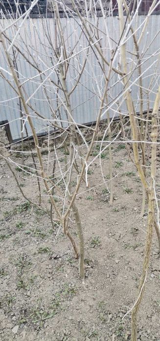 Бобовник  (золотий дощ)