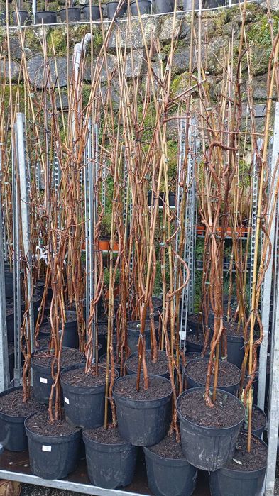 Actinidia Arguta (Kiwi Pequeno) Femeas e Auto Fertil