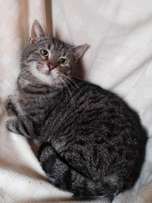 Milutki Kocurek szuka domku