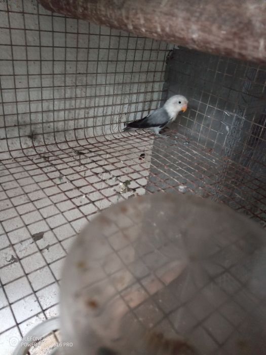 Vendo agapornis fisher