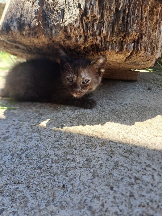 Gatinhos procuram famílias hiper responsáveis apenas