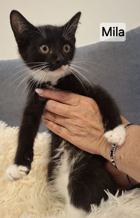 12 tygodniowe kociaki do adopcji.