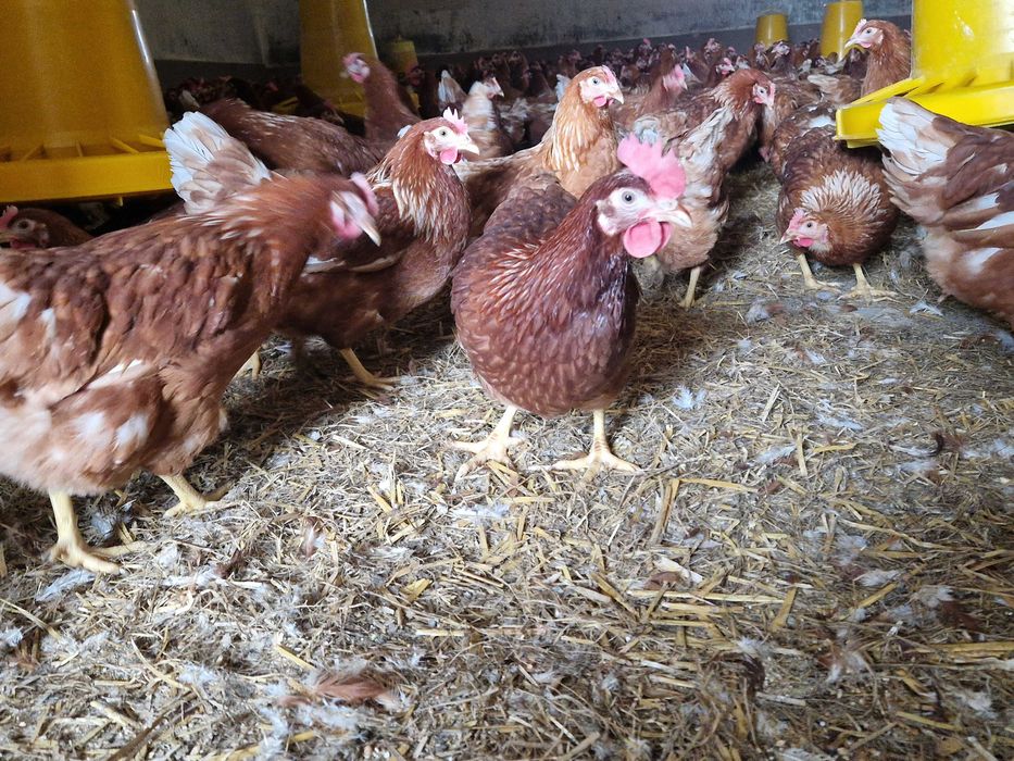 Kurki kokoszki nioski Tetra brązowa odchowana super nioska