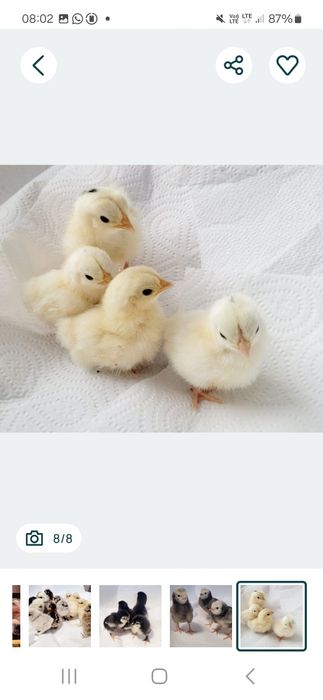 Olive egger Moss egger Marans Araucana Silki  Australorp Chabo