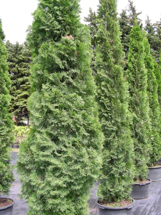 Tuja Szmaragd 300-400 cm w donicach 90l