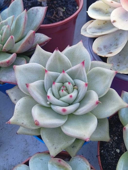 Suculentas várias espécies