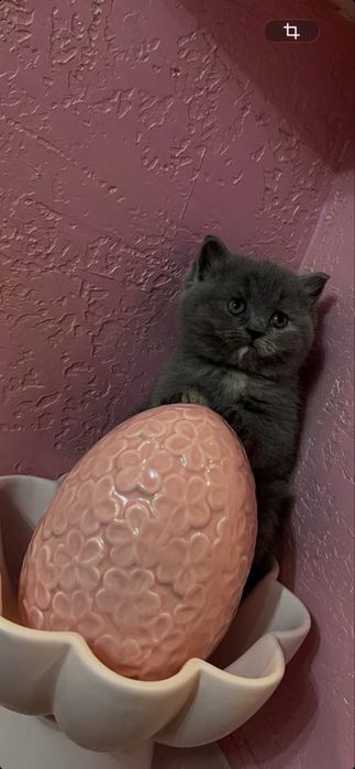 Милі кошенята шотландці