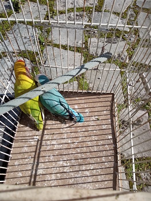 Casais de roseicollis