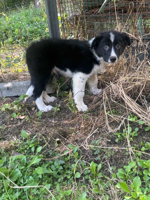 Border collie - ostatnia suczka