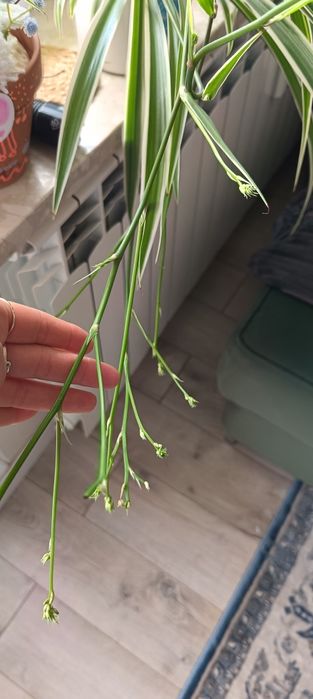 Zielistka sternberga