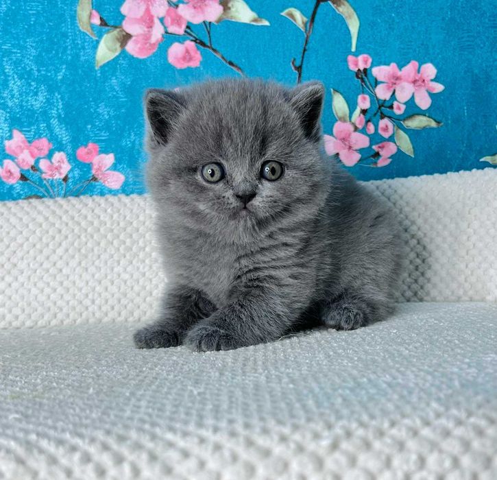 Шотландська дівчинка Мішель