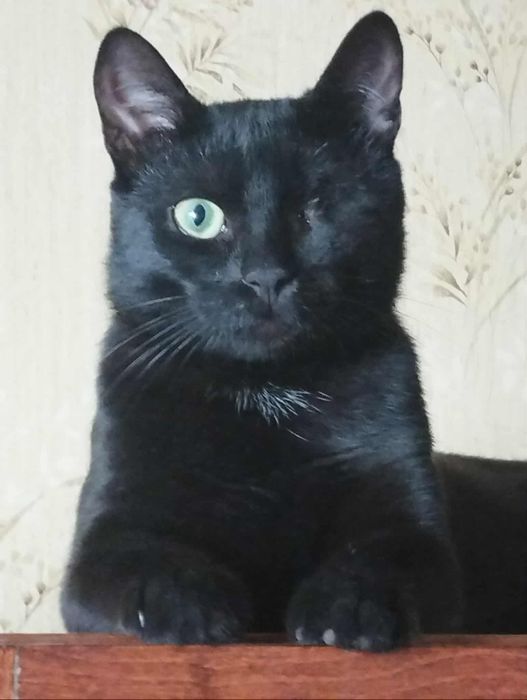 Сімба котик шукає дім з двором