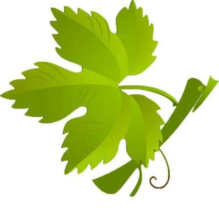 Черенки виноград