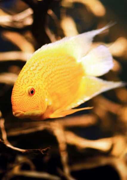 GB Pielęgnica Severum GOLD - dowóz ryb!