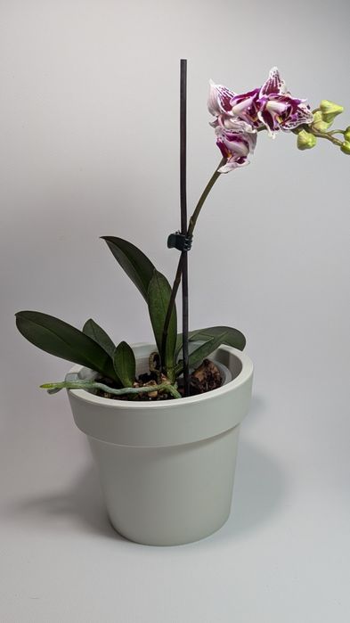 Орхідея триліпс 2 рослини в горщику.