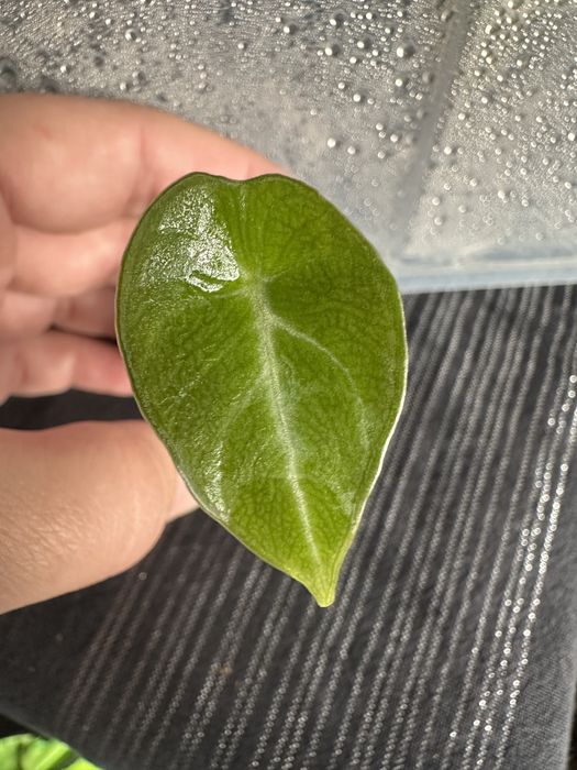 Alocasias baby de diferentes especies e Monstera Adansonii