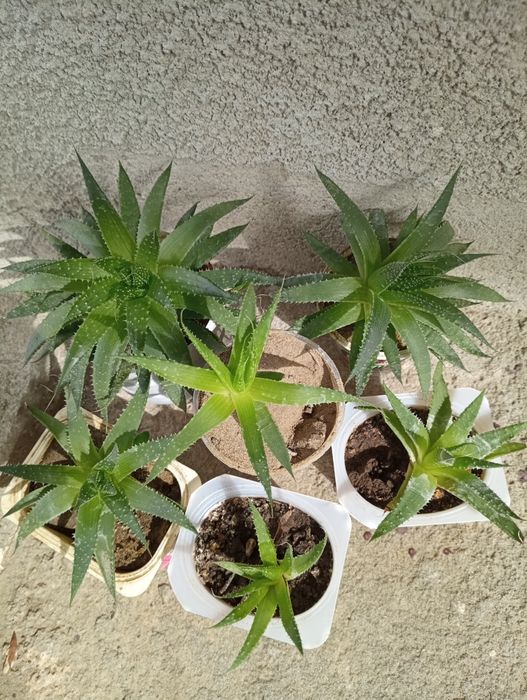 Хавортія Haworthia cassytha forma