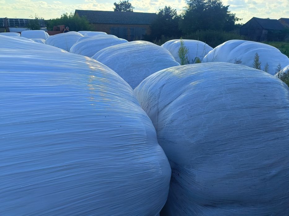 Sianokiszonka tegoroczna