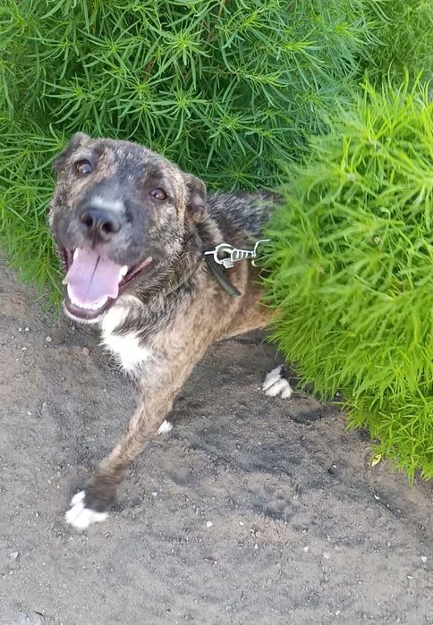 Отдадим в хорошие руки.