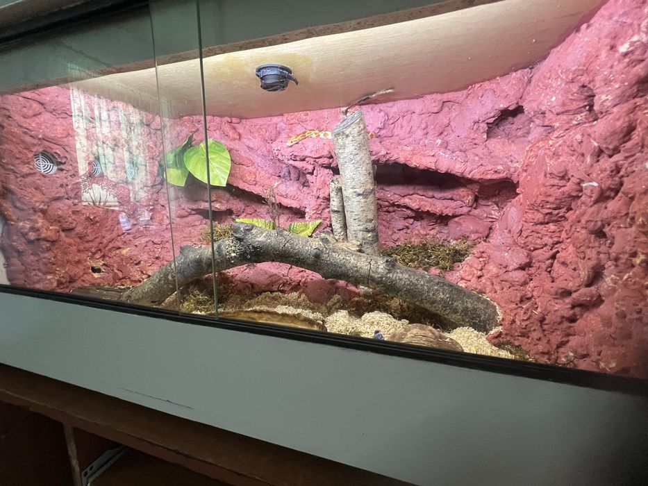 Wąż zborzowy +terarium