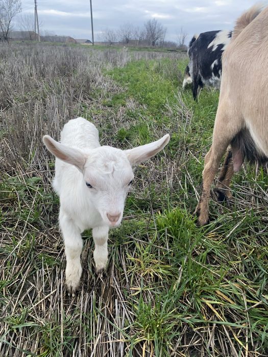 Продам зааенських козенят