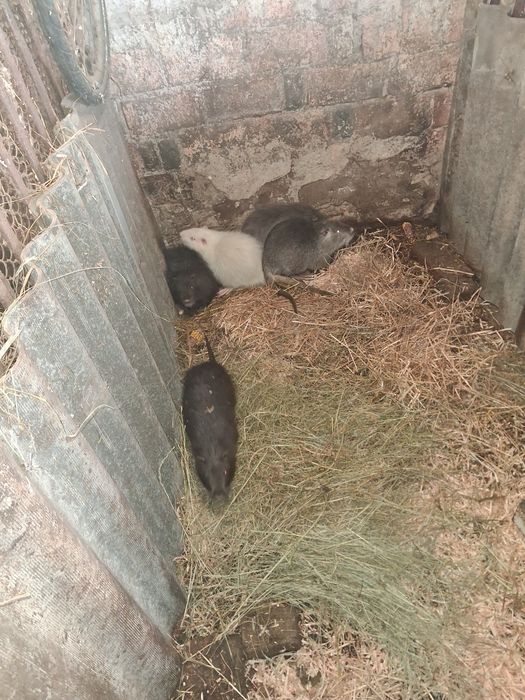 Курчата різного кольору