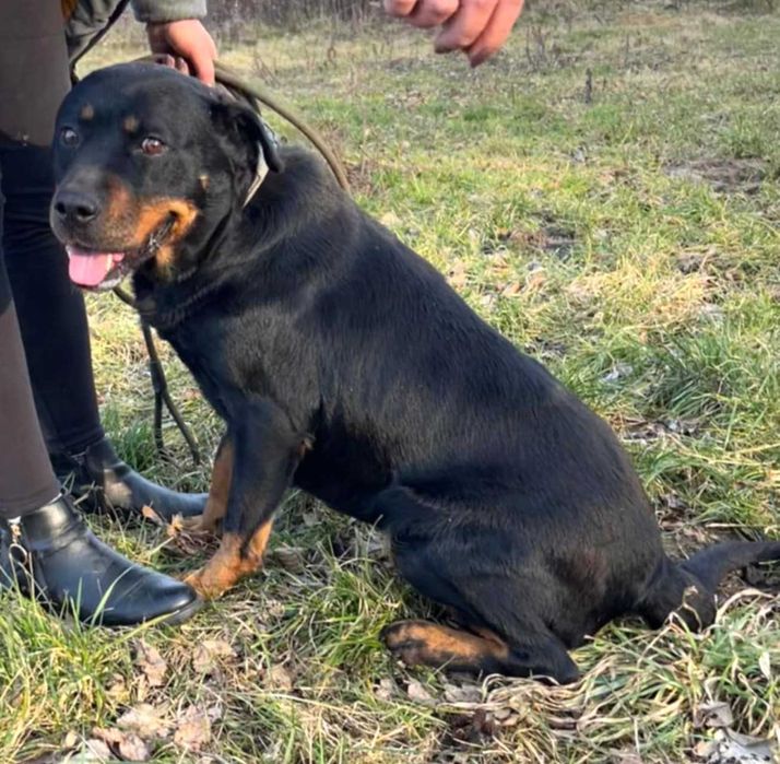 Tinka - starsza sunia skrzywdzona przez los, w typie rottweiler