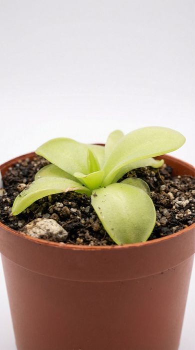 Pinguicula Tina, Жирянка Тіна