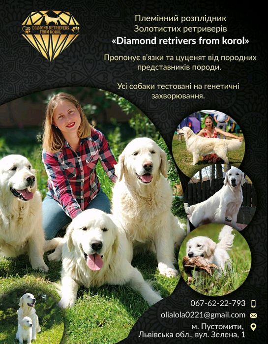 Цуценята щенки золотистого ретривера