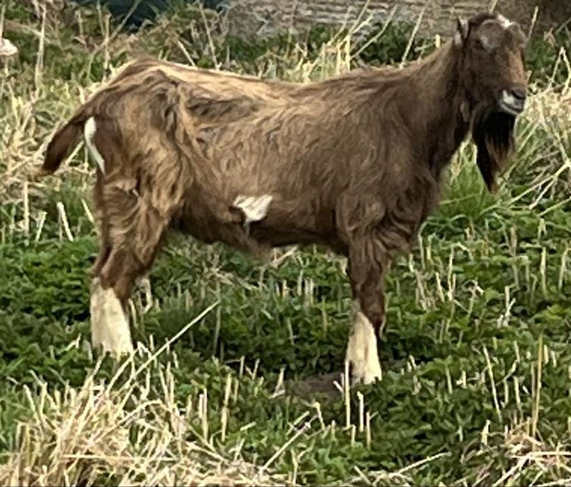 Sprzedam kozy Champion, kozły do krycia