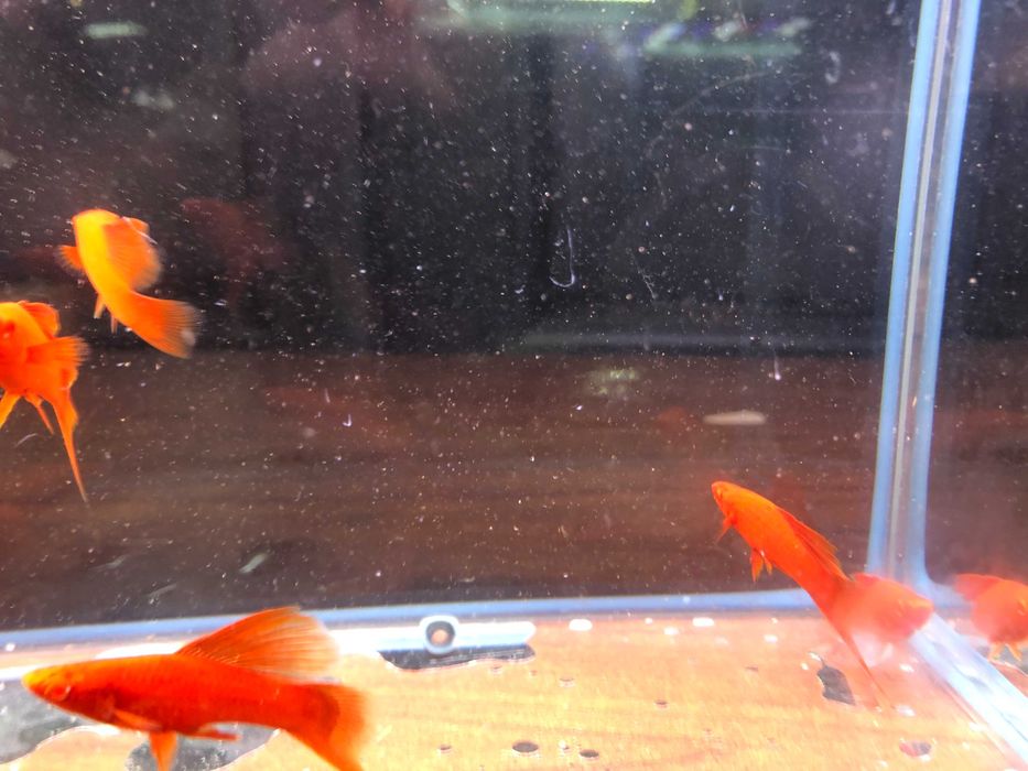 Wiedeński Delta mieczyk Red Albino