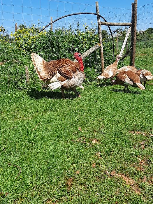 Ovos de perus Red Bourbon