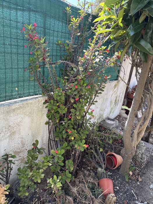 Plantas para dar