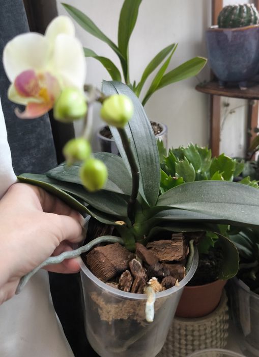 Орхідея мультіфлора