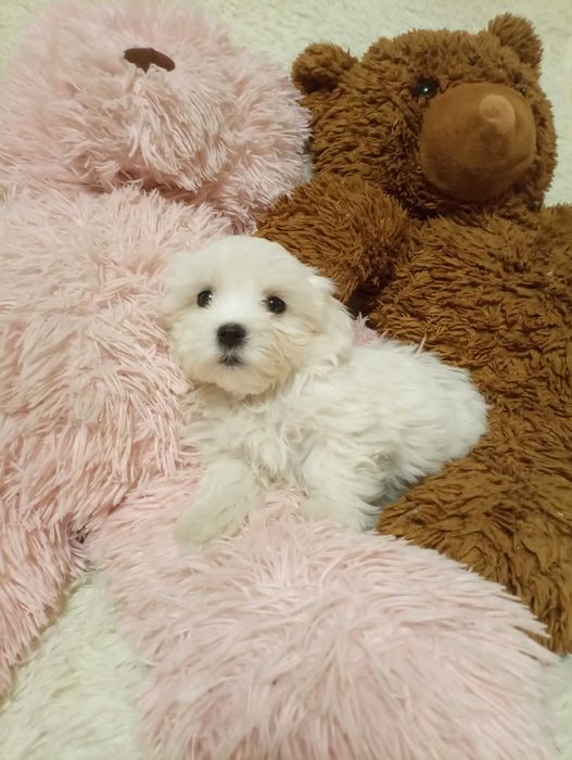 Мальтезе балонка