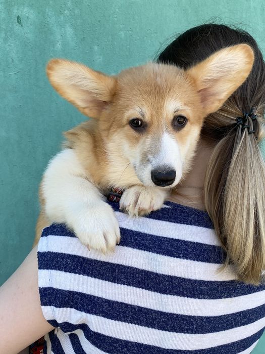 Вельш-корги пемброк (девочки и мальчики)