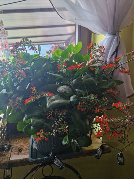 Kalanchoe kwiat kwiatek