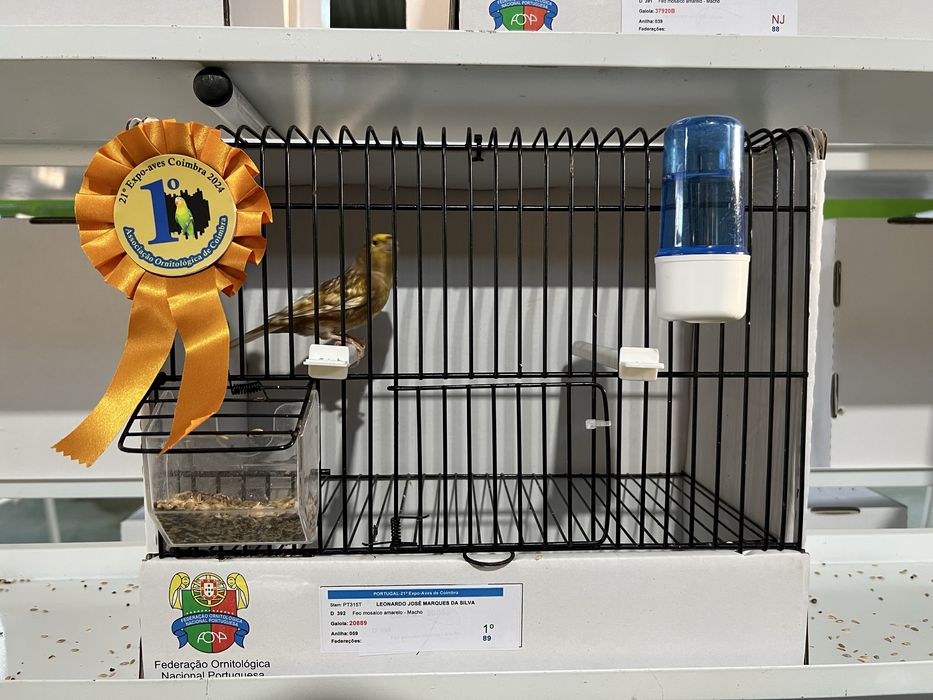 Canários de várias raças