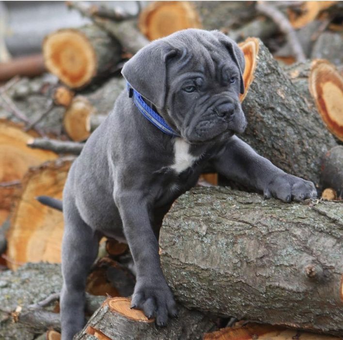 Голубой кане корсо _Lev